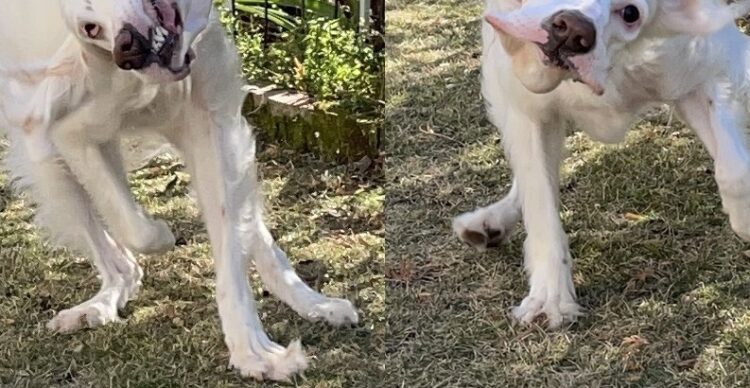 「いよいよゾンビも裸足で逃げ出すレベルになってきた」バイオハザードみたいな犬がさらに進化していたと話題に！