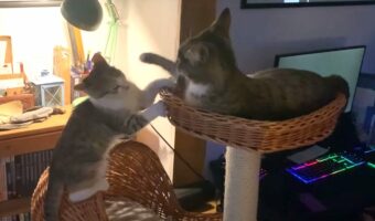 キャットタワーの一番上を巡って激しい戦いを繰り広げていた猫たち。果たしてその結末とは・・！！【海外・動画】