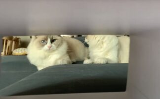 猫は狭い空間への魅力に抗えない！？飼い主さんお手製の筒にスポッとおさまるため、勢いよく飛び込んでいきます！！