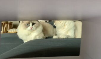 猫は狭い空間への魅力に抗えない！？飼い主さんお手製の筒にスポッとおさまるため、勢いよく飛び込んでいきます！！