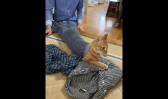 想像しているより大きい猫が出てくる瞬間が話題に!「頭さえ通ればどんな空間も通れるって、本当なんだな」