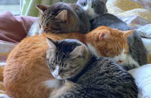 「美しく交互に積み上げられた猫塚を発見したので、史跡として登録したい」猫たちが創り出した造形美が話題に！