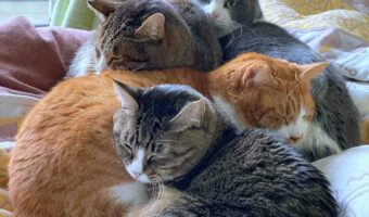 「美しく交互に積み上げられた猫塚を発見したので、史跡として登録したい」猫たちが創り出した造形美が話題に!