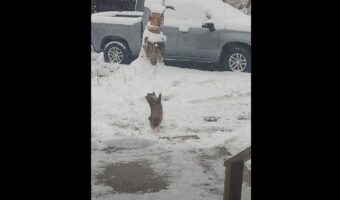 初雪に愛猫が大はしゃぎ!降ってくる雪を一生懸命にキャッチしようとする姿がかわいすぎる!!【アメリカ・動画】