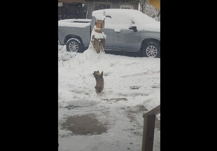 初雪に愛猫が大はしゃぎ！降ってくる雪を一生懸命にキャッチしようとする姿がかわいすぎる！！【アメリカ・動画】