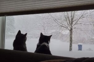 降雪に魅せられた猫たち。大雪が降る様子を眺めたり、なんとか雪をキャッチしてみせようとする姿がかわいい！！【アメリカ・動画】