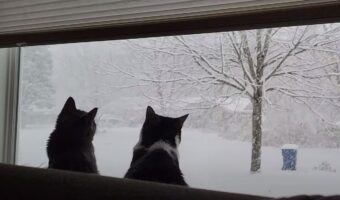 降雪に魅せられた猫たち。大雪が降る様子を眺めたり、なんとか雪をキャッチしてみせようとする姿がかわいい!!【アメリカ・動画】