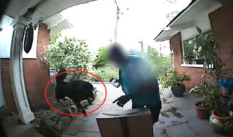 「遊んで!」と配達員さんに向かっていく人懐っこい愛犬。しかし、この子は大型犬のチベタン・マスティフだったので、配達員さんビックリ!!