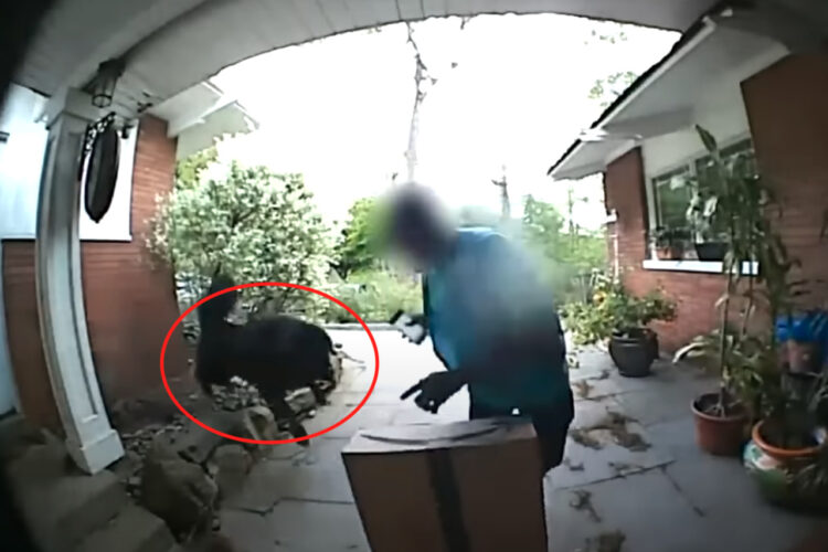 「遊んで！」と配達員さんに向かっていく人懐っこい愛犬。しかし、この子は大型犬のチベタン・マスティフだったので、配達員さんビックリ！！