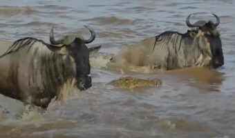 ナイル川を渡るヌーの群れの前に巨大なワニが出現！！ヌーを捕まえようと跳びかかりますが・・その結末は！？