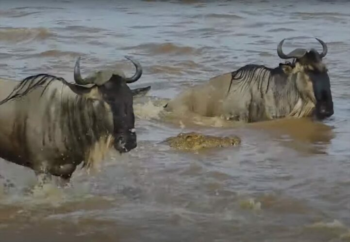 ナイル川を渡るヌーの群れの前に巨大なワニが出現！！ヌーを捕まえようと跳びかかりますが・・その結末は！？