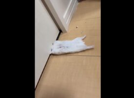 「お客様！！困ります！！あーっ！」一瞬頭が挟まって出られないのかと思いきや、ドアをガリガリかじっていたハムスターが話題に！