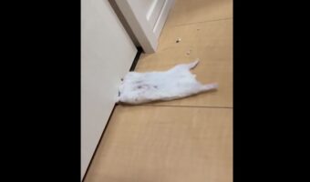 「お客様!!困ります!!あーっ!」一瞬頭が挟まって出られないのかと思いきや、ドアをガリガリかじっていたハムスターが話題に!