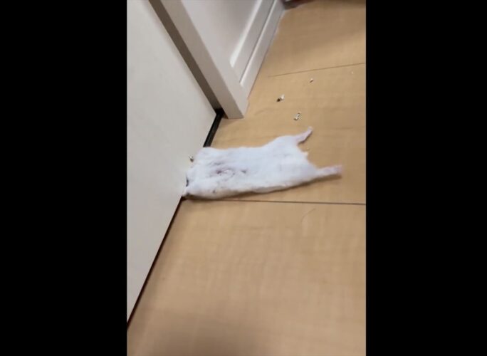 「お客様！！困ります！！あーっ！」一瞬頭が挟まって出られないのかと思いきや、ドアをガリガリかじっていたハムスターが話題に！