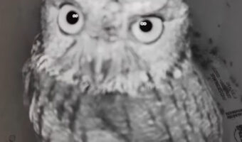 贈り物のフクロウ用の巣箱を設置してみたところ・・、無事フクロウのお迎えができました!!どうやらそのフクロウはカメラが気になるみたいで・・