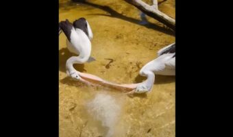 水遊びをするペリカンたち!その体勢がなんだかスゴいことになっていますよ!!【海外・動画】