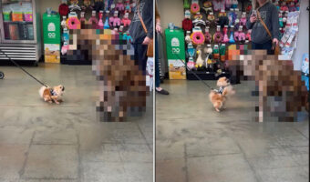 向かい合うポメラニアンとイングリッシュ・マスティフ。体格が大きく異る2匹ですが、実はどっちも生後8ヶ月の子犬なんです!!