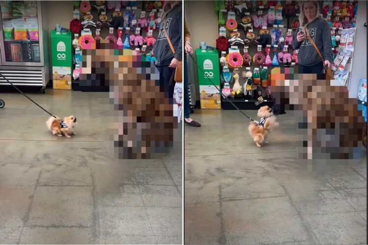 向かい合うポメラニアンとイングリッシュ・マスティフ。体格が大きく異る2匹ですが、実はどっちも生後8ヶ月の子犬なんです！！