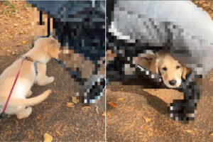 歩き疲れちゃったのかな？子犬がいそいそ向かっていったその先とは・・！！【海外・動画】