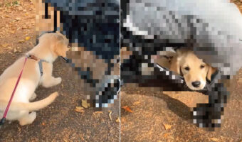 歩き疲れちゃったのかな？子犬がいそいそ向かっていったその先とは・・！！【海外・動画】