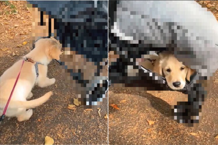 歩き疲れちゃったのかな？子犬がいそいそ向かっていったその先とは・・！！【海外・動画】