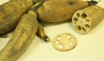 シャキシャキ食感が美味しい「蓮根」の旬はいつ?文字通り蓮の根っこなの?
