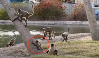 木登がうまくできない子ザルは考えた?機転を利かせて木に登ったその方法とは!?