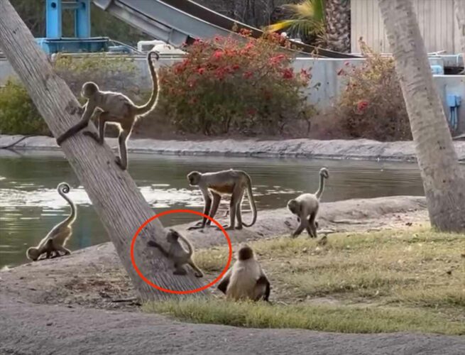 木登がうまくできない子ザルは考えた？機転を利かせて木に登ったその方法とは！？