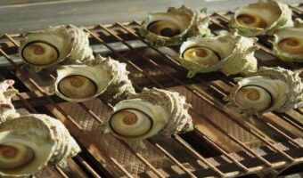 「サザエ」の旬はいつ？どんな貝なの？