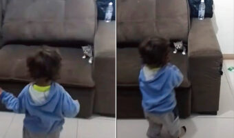 子猫も男の子も楽しそう!男の子に追いかけられソファに隠れたり、ワッと飛び出てくる猫。かくれんぼといないいないばあを一緒にやっているみたい