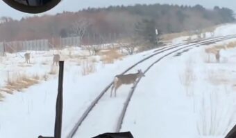 大量のエゾシカが群れで出現!風光明媚なJR北海道『花咲線』の日常シーンが話題に!「乗車する際は、遅延が当たり前と思わないと」