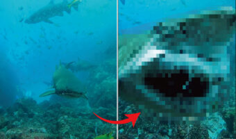 ダイバーさんにサメが接近してくる!危ない!!と思ったら・・、なんだかスゴいものを見せてくれました!!【海外・動画】