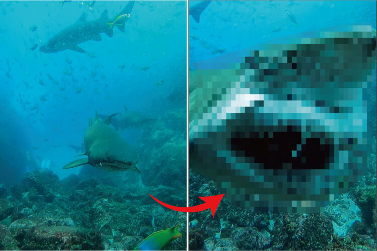 ダイバーさんにサメが接近してくる！危ない！！と思ったら・・、なんだかスゴいものを見せてくれました！！【海外・動画】