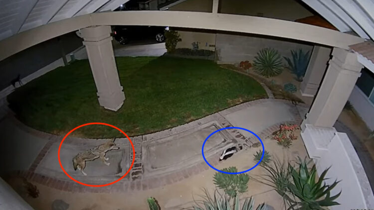 庭を野生のスカンクが散策していたら、コヨーテと鉢合わせた！！庭から追い出されることになったのは・・どっち？？