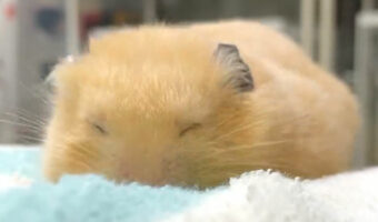 眠たいけどおやつは食べたい・・・眠気には勝てず目をあけることができないハムスターが可愛すぎる！