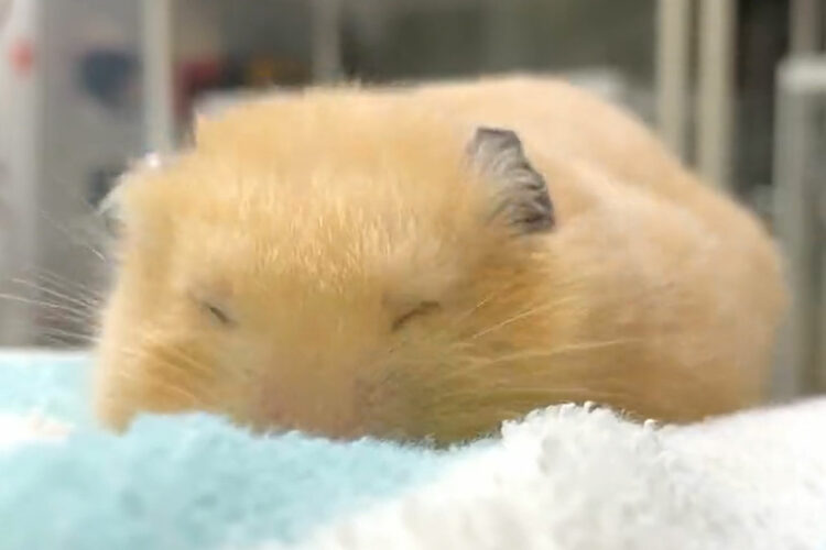 眠たいけどおやつは食べたい・・・眠気には勝てず目をあけることができないハムスターが可愛すぎる！