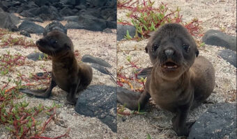 迷子になっちゃったのかな？サーファーさんの前に現れてご挨拶をしてくれたのは・・アシカの赤ちゃん！！【海外・動画】
