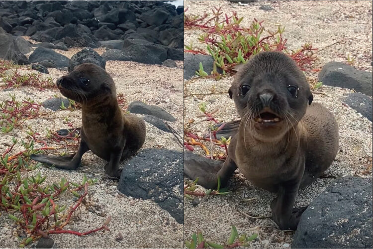 迷子になっちゃったのかな？サーファーさんの前に現れてご挨拶をしてくれたのは・・アシカの赤ちゃん！！【海外・動画】