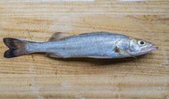 魚の「スズキ」の名前の由来は?出世魚とされるけど、本当に出世につながる魚だった!?