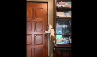 「もう打つ手がない・・・」とどかない位置にドアストッパーを付けてもドアを開けてしまう天才すぎる猫が話題に!