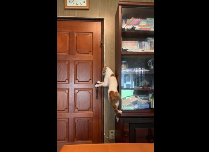 「もう打つ手がない・・・」とどかない位置にドアストッパーを付けてもドアを開けてしまう天才すぎる猫が話題に！