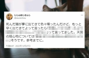 今は亡き猫が夢に出てきて喋っていたことが話題に！「あの世も申請とか大変なんだね 」「なんてちゃんとした猫だ！」