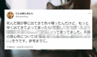 今は亡き猫が夢に出てきて喋っていたことが話題に!「あの世も申請とか大変なんだね 」「なんてちゃんとした猫だ!」