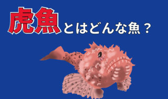 「虎魚」とはどんな魚?なぜその読み方は「オコゼ」となるの?その由来とは!!