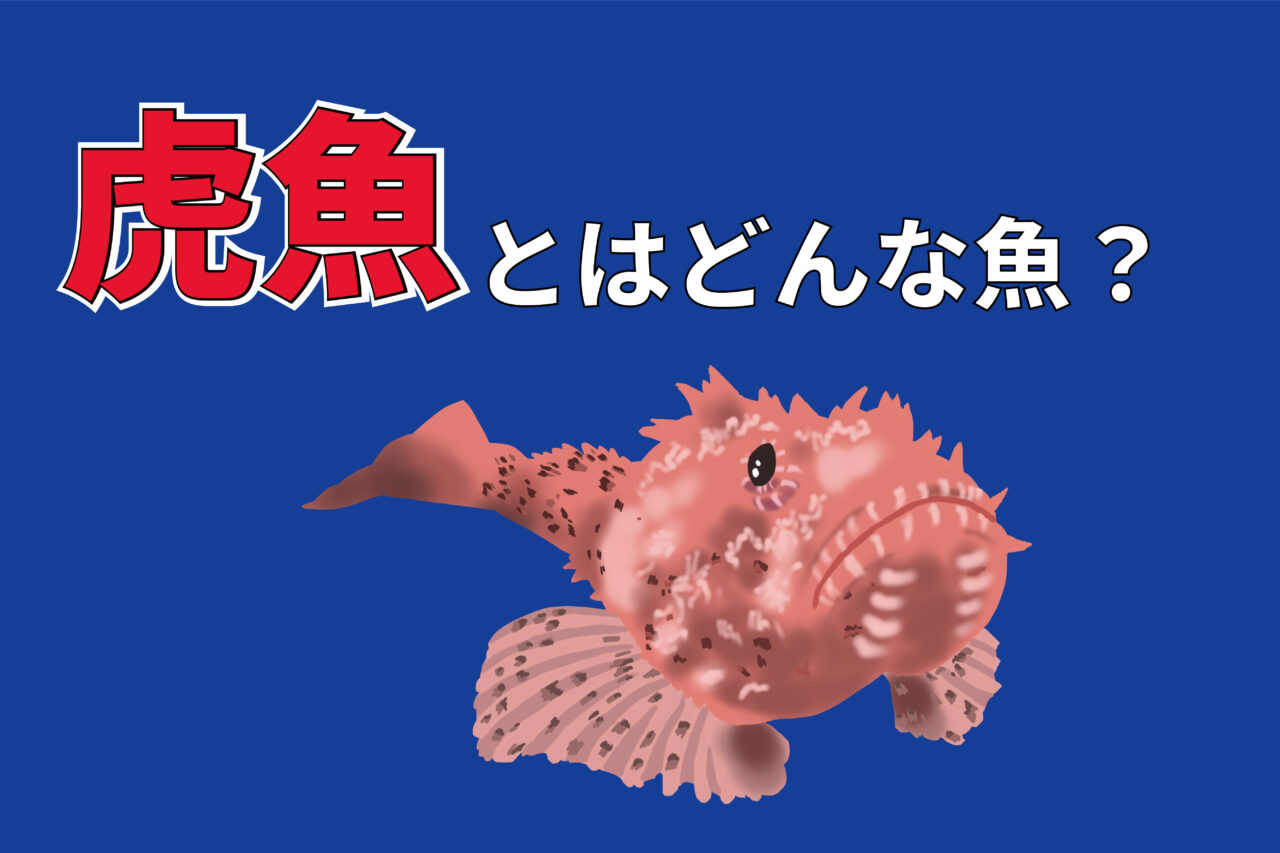「虎魚」とはどんな魚?なぜその読み方は「オコゼ」となるの?その由来とは!!