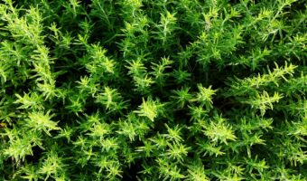 「タイム」という名の植物があるって本当？どんな由来を持つハーブなの？