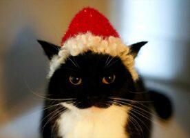 にゃんとも可愛らしい！サンタクロースにコスプレ姿を披露した猫が大反響！サンタの髭が完全再現されている！「こんな可愛いサンタが来るなら眠れない」