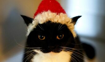 にゃんとも可愛らしい！サンタクロースにコスプレ姿を披露した猫が大反響！サンタの髭が完全再現されている！「こんな可愛いサンタが来るなら眠れない」