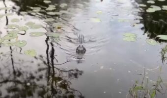 裏庭の池に住むワニが近付いてきた!!一体何をするつもりなのかと思えば・・、どうやらこのワニはフレンドリーみたいです【アメリカ・動画】