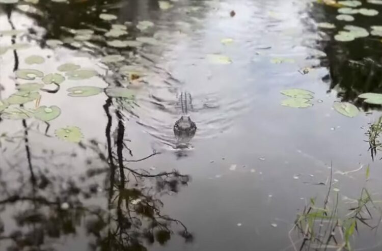 裏庭の池に住むワニが近付いてきた！！一体何をするつもりなのかと思えば・・、どうやらこのワニはフレンドリーみたいです【アメリカ・動画】